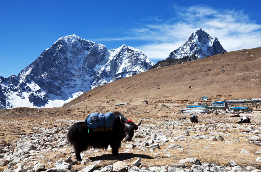 yak-nepal-nepalfacts