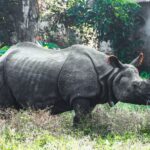 One-horned rhinoceros grazing in the grasslands of Chitwan National Park, Nepal