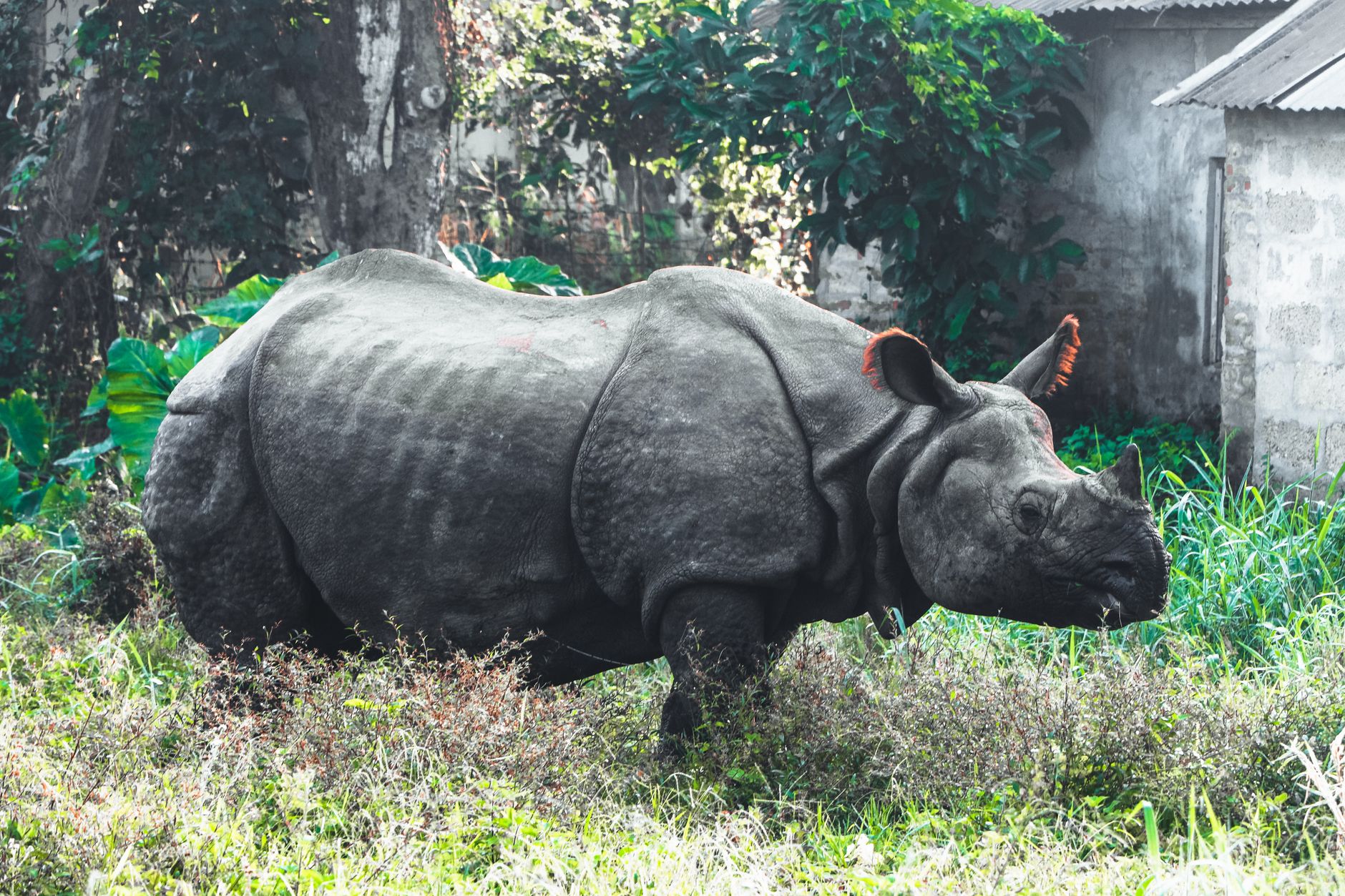 One-horned rhinoceros grazing in the grasslands of Chitwan National Park, Nepal