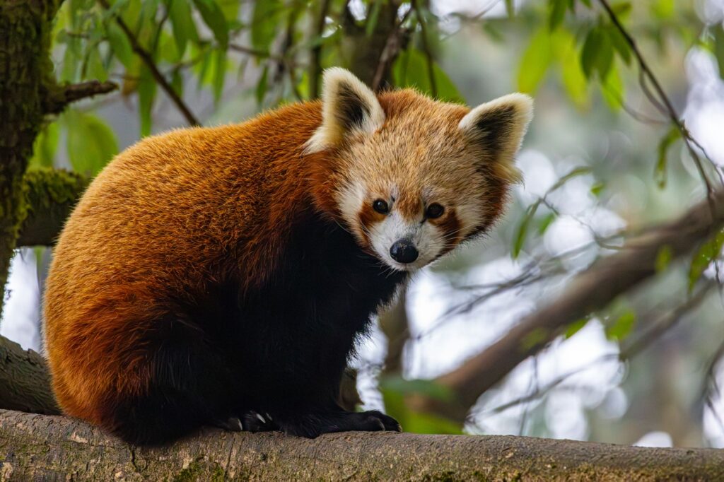 Red panda resting on a mossy tree branch in a Himalayan forest in Nepal