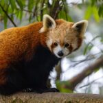 Red panda resting on a mossy tree branch in a Himalayan forest in Nepal
