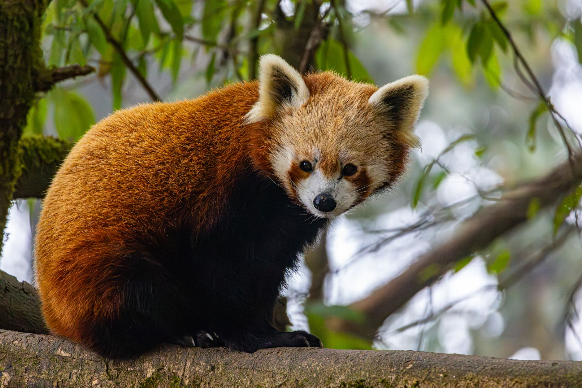 Red panda resting on a mossy tree branch in a Himalayan forest in Nepal