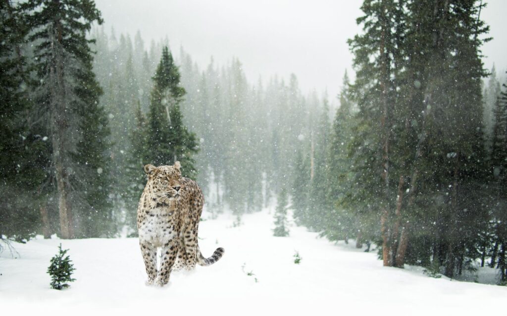 Snow leopard in Nepal's high Himalayan rocky habitat