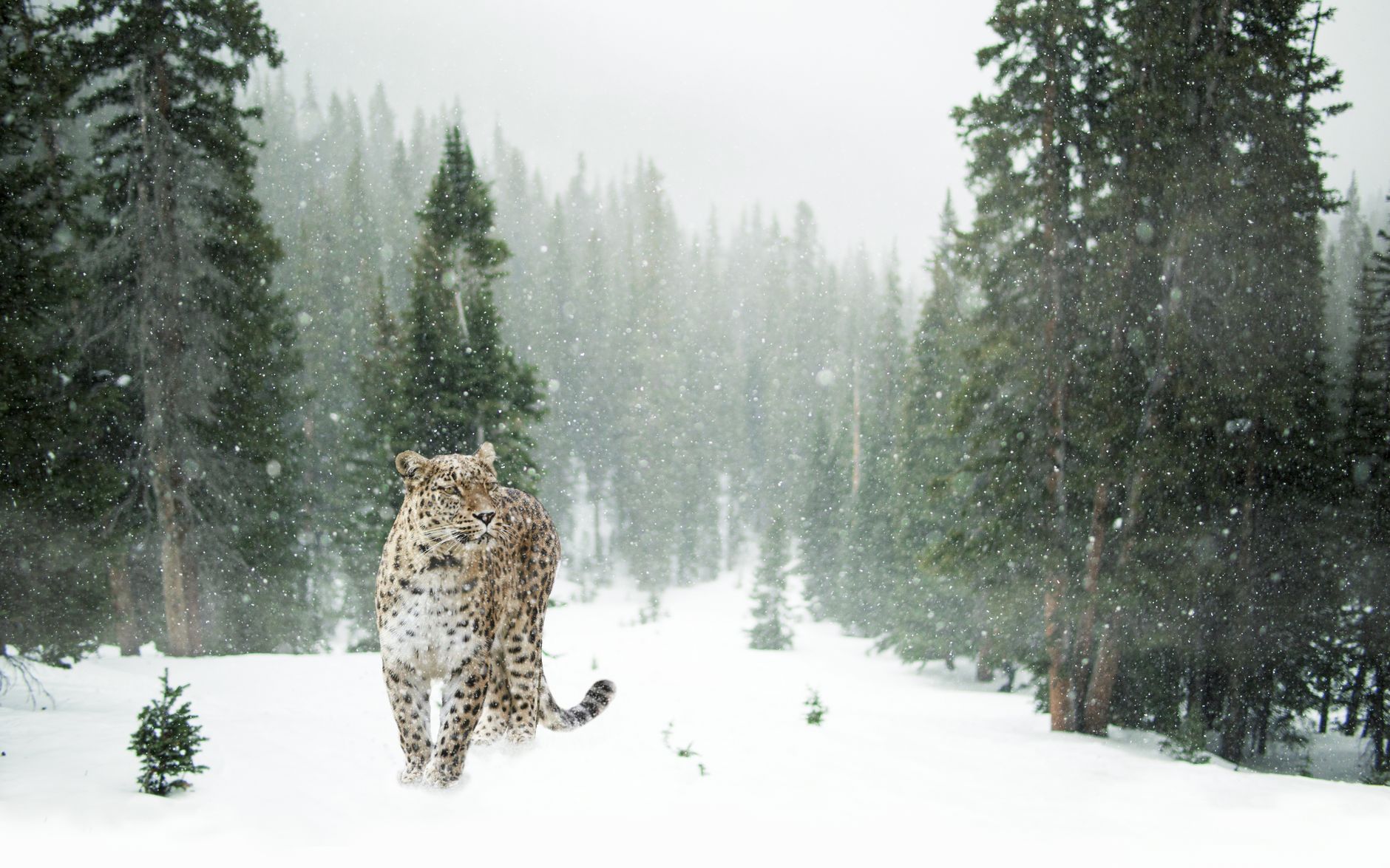 Snow leopard in Nepal's high Himalayan rocky habitat